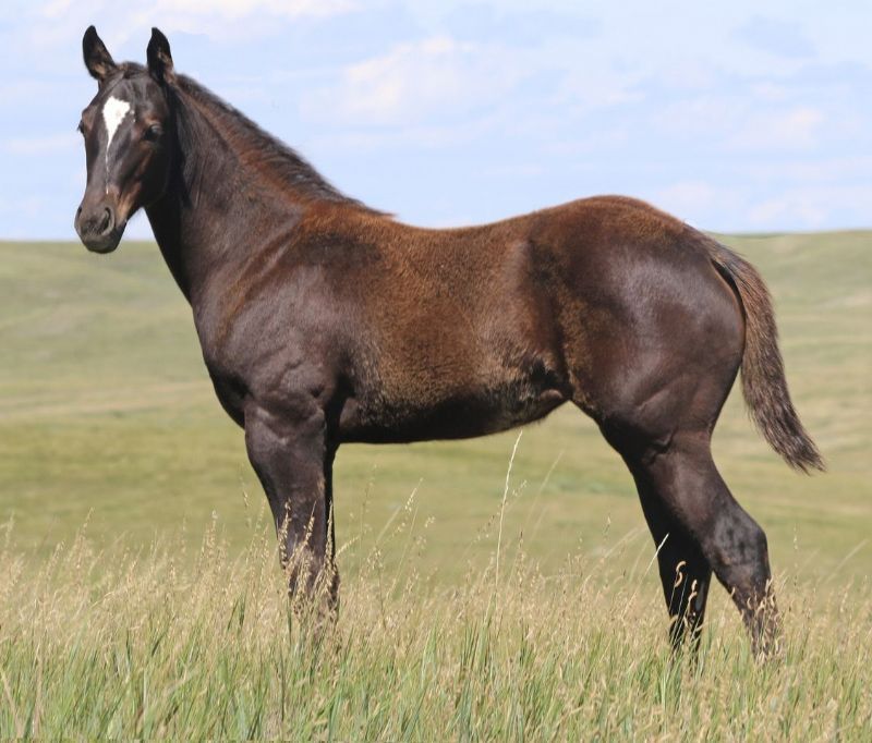 037 - Bright Firewater filly